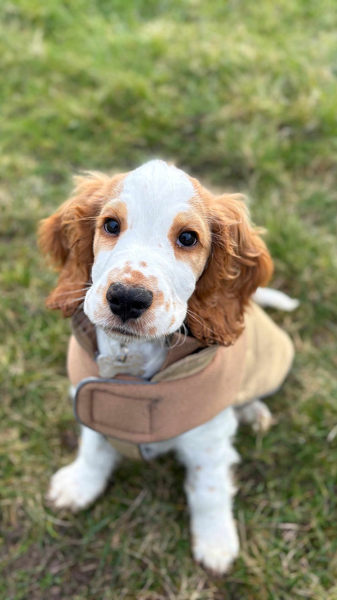 Arlo a rejoint le concours — aidez-le/la à gagner de superbes lots ! puppy, dog, grass, brown, white, fur, ears, coat, animal, pet, cute, outdoor, young, canine, portrait, sitting, looking_up, nature, adorable, fluffy