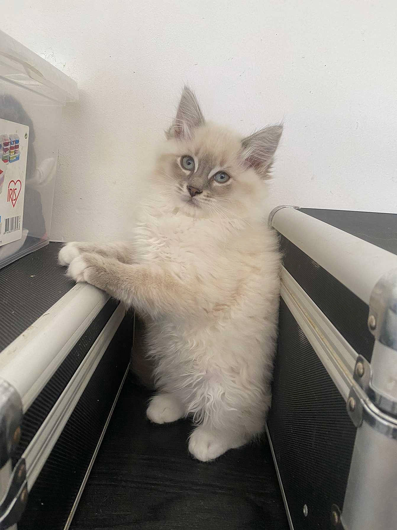 Tessa participe au concours pour gagner de l'argent avec cette photo : box, carnivore, cat, chair, claw, comfort, domestic_short_haired_cat, fawn, felidae, fur, gas, machine, metal, paw, sitting, small_to_medium_sized_cats, snout, tail, whiskers, windshield