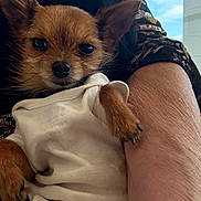 Cooper Elvis is registered to the contest to win money with this photo: dog, small_dog, chihuahua, pet, white_clothing, person, arm, skin, fur, ears, paw, nails, close_up, indoor, holding, comfort, cute, animal, portrait, casual