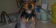 Cooper Elvis is registered to the contest to win money with this photo: dog, bath, sink, bubbles, foam, wet, small_dog, yorkshire_terrier, soap, water, ears, pet, cute, animal, indoor, counter, bottle, container, faucet, cleaning