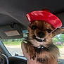 Cooper Elvis is registered to the contest to win money with this photo: dog, small_dog, pet, hat, red_hat, teeth, smile, car_interior, hand, fur, close_up, animal, cute, canine, portrait, funny, mischievous, indoor, vehicle, whiskers
