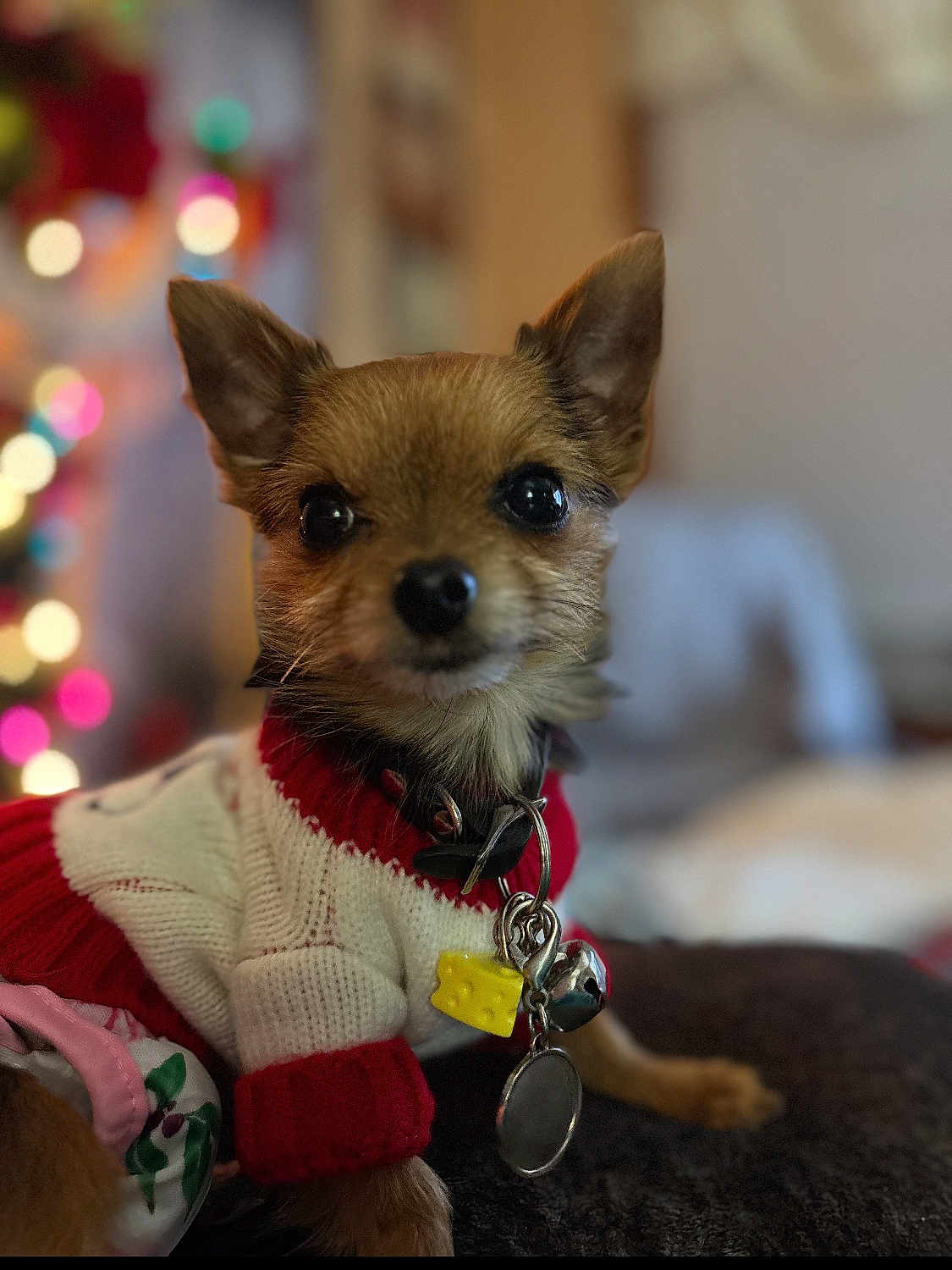 Cooper Elvis joined the competition — help win amazing prizes! dog, small_dog, puppy, sweater, collar, charm, cheese, bell, indoor, bokeh, colorful_lights, cute, pet, fur, animal, portrait, closeup, cozy, warm, background_blur