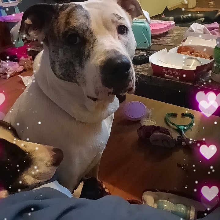 Scarlett Rose is registered to the contest to win money with this photo: animal, brindle, canine, closeup, cute, decor, dog, face, furniture, heart_overlay, household, indoor, mammal, pet, room, snacks, sparkles, table, toys, white