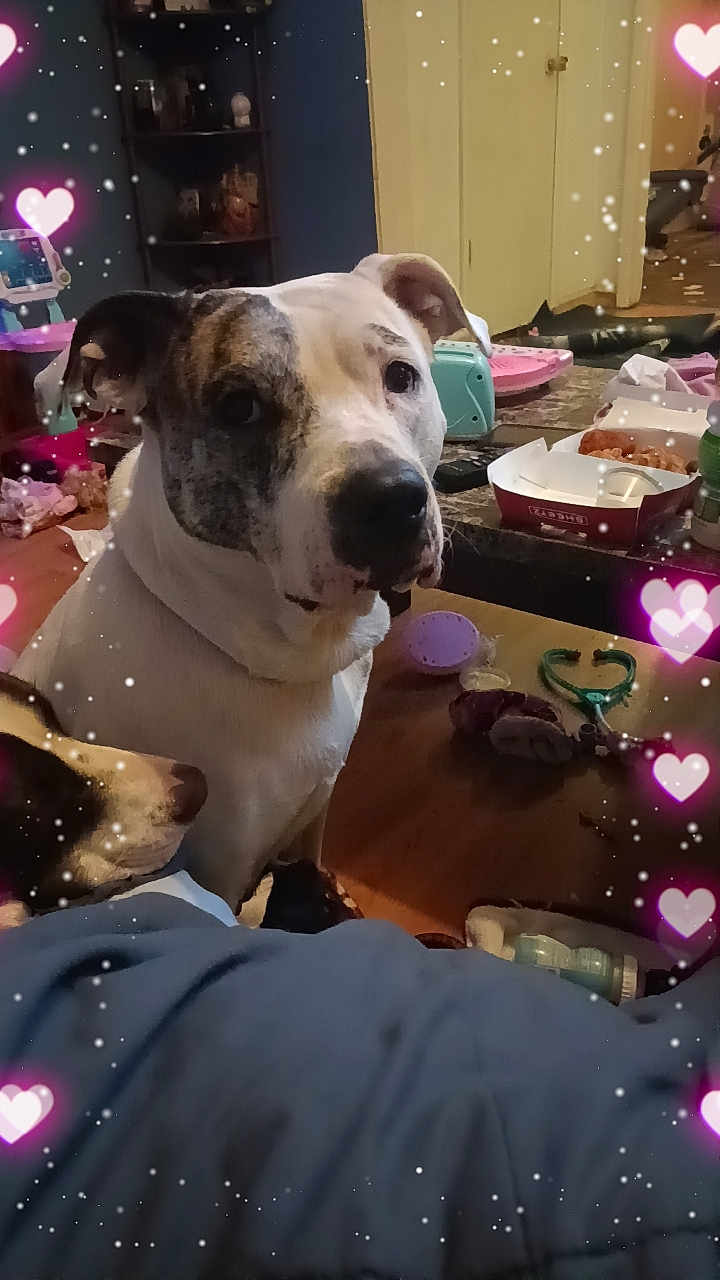 Scarlett Rose is registered to the contest to win money with this photo: dog, indoor, pet, animal, white, brindle, face, table, toys, snacks, room, furniture, heart_overlay, sparkles, canine, household, closeup, cute, mammal, decor