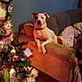 Scarlett Rose joined the competition — help win amazing prizes! dog, couch, christmas_tree, holiday, lights, decorations, living_room, blanket, wood_floor, home, pet, furniture, cozy, relaxing, festive, indoor, animal, christmas, tree, warm_lighting