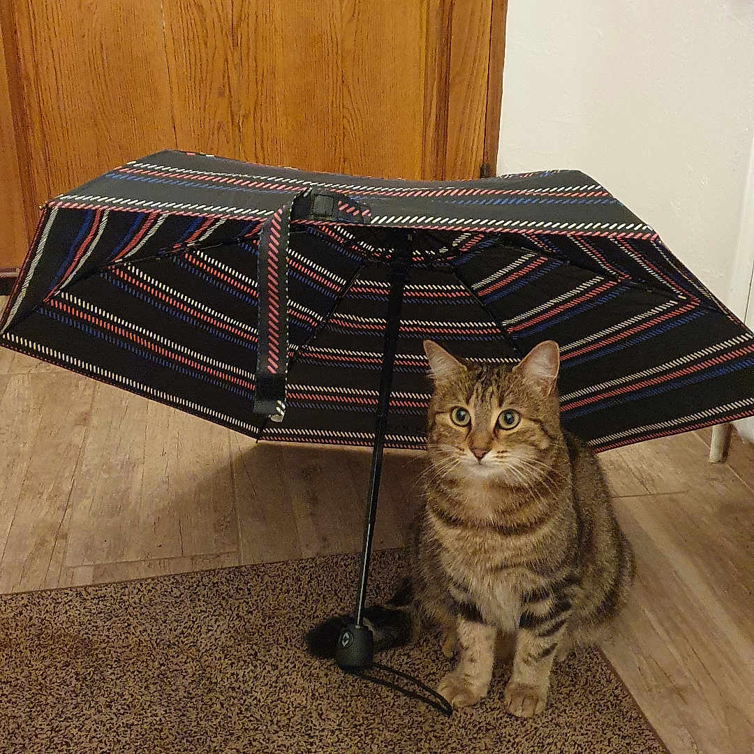 Maya participe au concours pour gagner de l'argent avec cette photo : abyssinian, animal, architecture, building, canopy, cat, coffeetable, furniture, hardwood, homedecor, indoors, interiordesign, livingroom, manx, mat, pet, room, rug, table, wood