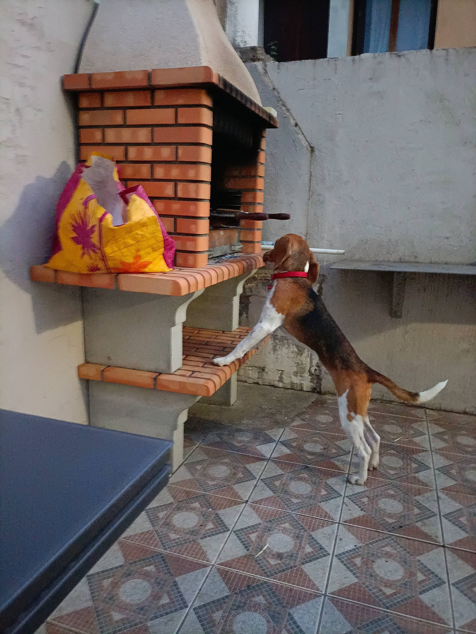 Nyout participe au concours pour gagner de l'argent avec cette photo : brick, building, companion_dog, concrete, dog, dog_breed, door, flooring, hardwood, house, leisure, mammal, road_surface, roof, room, sidewalk, tail, vertebrate, window, wood