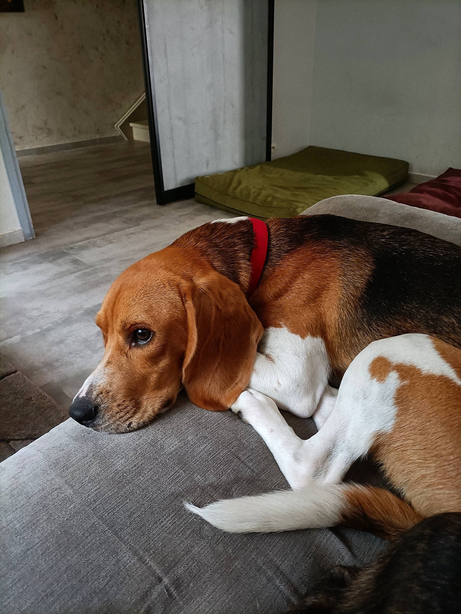 Nyout a rejoint le concours — aidez-le/la à gagner de superbes lots ! canidae, carnivore, comfort, companion_dog, dog, dog_breed, fawn, flooring, fur, hardwood, hound, hunting_dog, liver, pet_supply, scent_hound, snout, sporting_group, terrestrial_animal, wood, working_animal