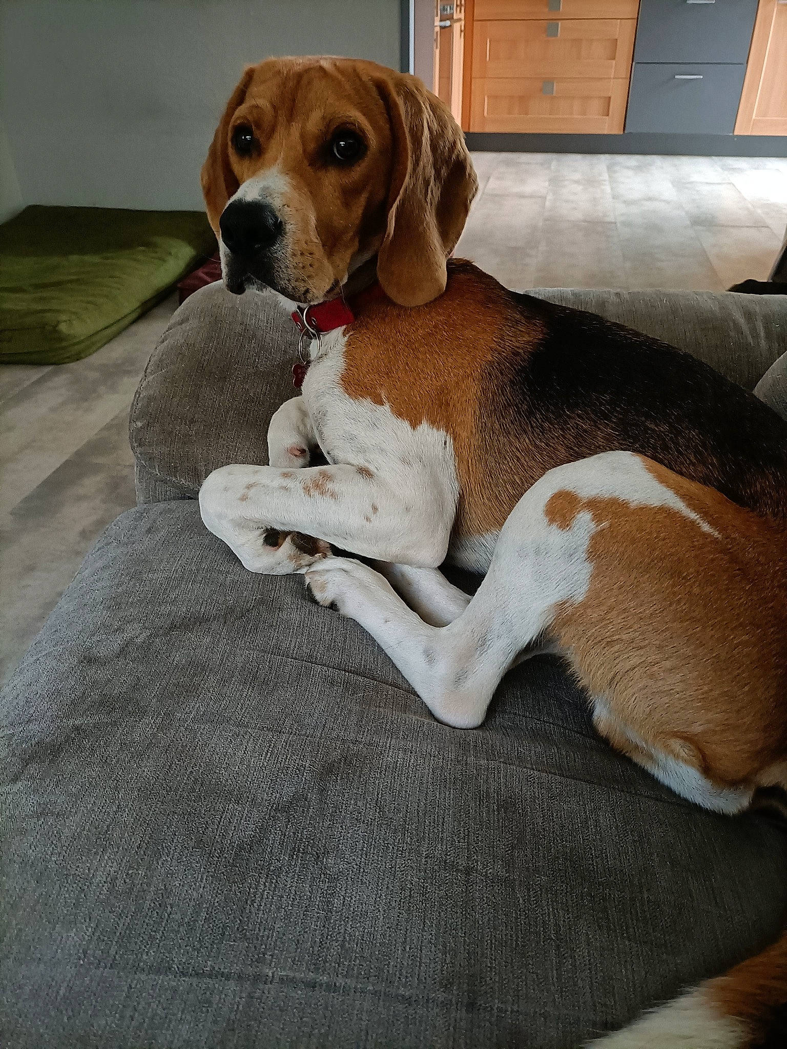 Nyout participe au concours pour gagner de l'argent avec cette photo : canidae, carnivore, collar, comfort, companion_dog, dog, dog_breed, fawn, flooring, gun_dog, hardwood, hound, hunting_dog, liver, pet_supply, scent_hound, sporting_group, wood, working_animal