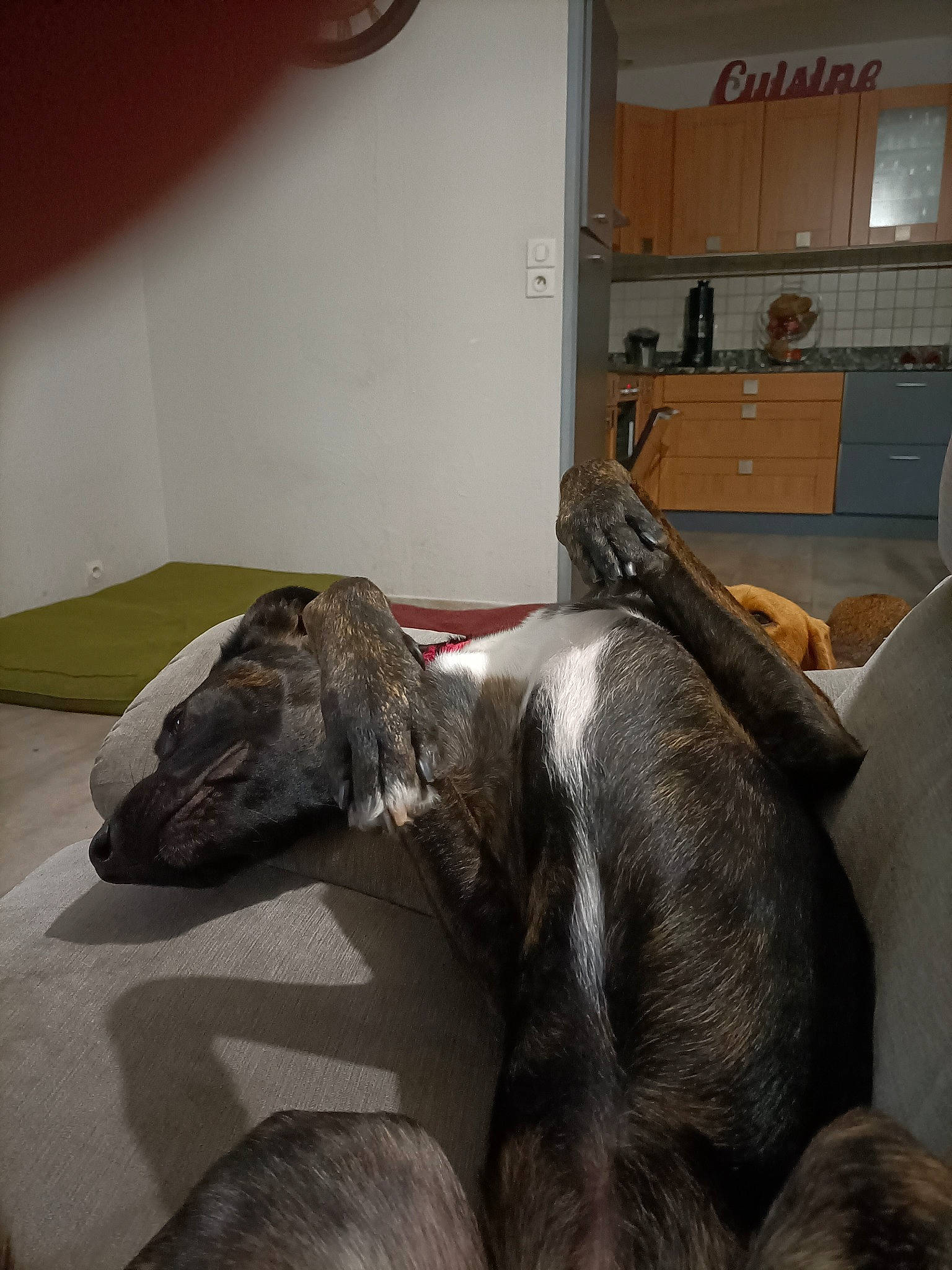 Evo participe au concours pour gagner de l'argent avec cette photo : bed, canidae, carnivore, comfort, companion_dog, dog, dog_breed, fawn, floor, flooring, fur, grey, hardwood, liver, room, sporting_group, tail, terrestrial_animal, wood, working_animal