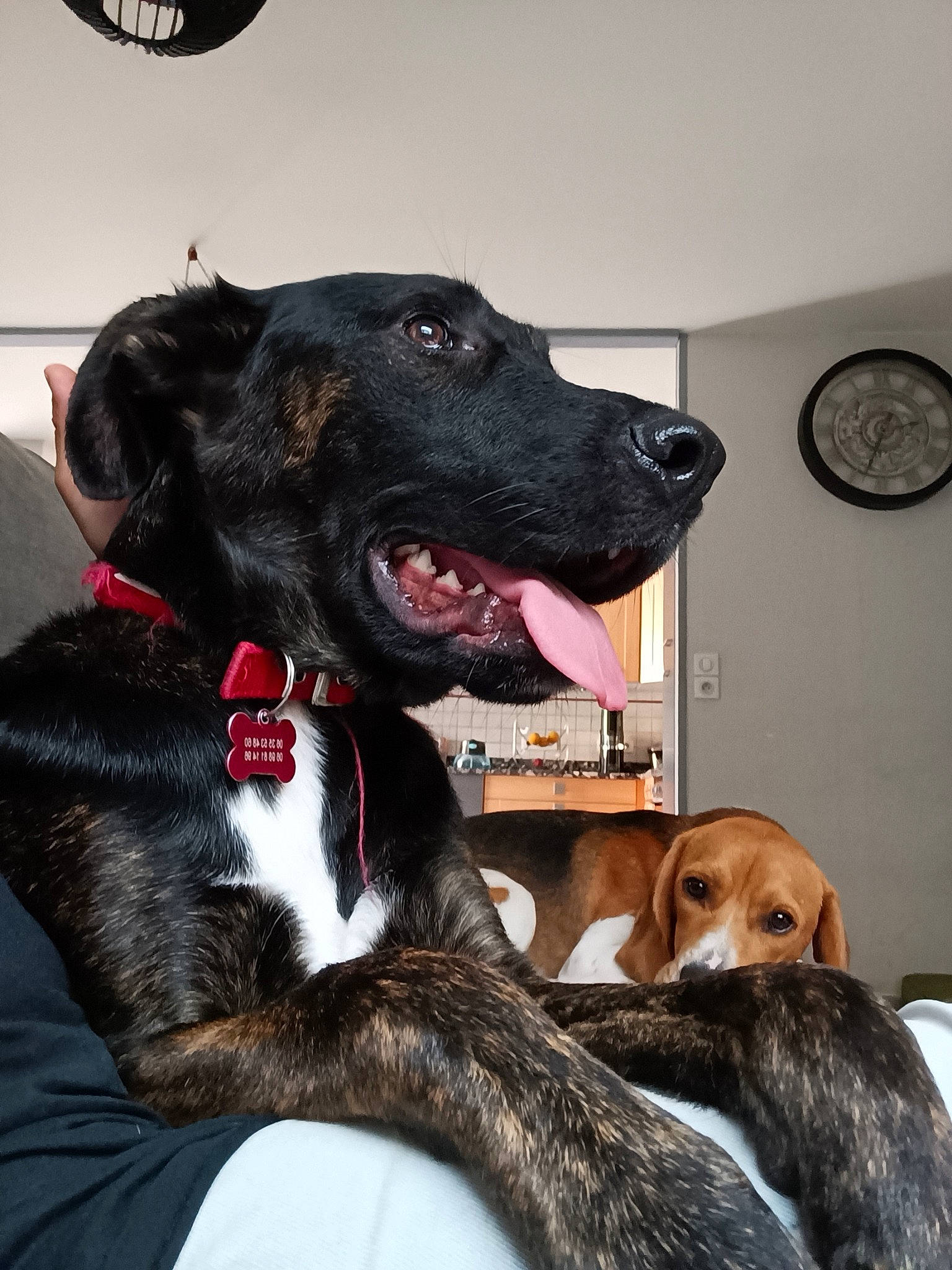 Evo participe au concours pour gagner de l'argent avec cette photo : borador, canidae, carnivore, clock, collar, companion_dog, dog, dog_breed, dog_collar, dog_supply, fawn, fur, guard_dog, gun_dog, liver, snout, sporting_group, whiskers, working_animal, working_dog