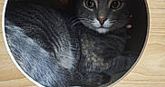 Tagada a rejoint le concours — aidez-le/la à gagner de superbes lots ! cat, gray_cat, feline, pet, animal, portrait, face, eyes, whiskers, nose, fur, curled_up, sleeping_area, cubby, round_hole, cardboard, wooden_background, indoor, floor, closeup