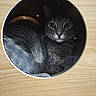 cat, gray_cat, feline, pet, animal, portrait, face, eyes, whiskers, nose, fur, curled_up, sleeping_area, cubby, round_hole, cardboard, wooden_background, indoor, floor, closeup