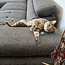 Tagada participe au concours pour gagner de l'argent avec cette photo : cat, gray_cat, pet, animal, sofa, couch, indoor, living_room, relaxed, lying_down, playful, blue_toy, guitar, musical_instrument, furniture, soft_fabric, whiskers, ears, paws, home_decor