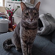 Tagada participe au concours pour gagner de l'argent avec cette photo : cat, tabby, gray_fur, pet, animal, sitting, couch, indoors, portrait, whiskers, green_eyes, pointed_ears, tail, blanket, flowers, vase, houseplant, home_decor, cozy, photography