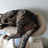 Tagada participe au concours pour gagner de l'argent avec cette photo : cat, tabby, sleeping, sleepy, curled_up, pet, feline, fur, whiskers, paws, tail, cat_tree, scratching_post, pet_bed, indoor, relaxing, lounging, gray, brown, cozy