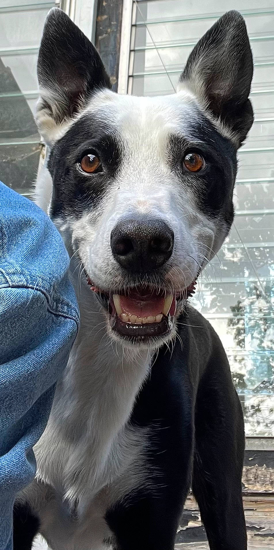 Spock joined the competition — help win amazing prizes! ancient_dog_breeds, art, canidae, carnivore, collar, companion_dog, dog, dog_breed, dog_collar, fur, non_sporting_group, snout, sporting_group, whiskers, working_animal, working_dog