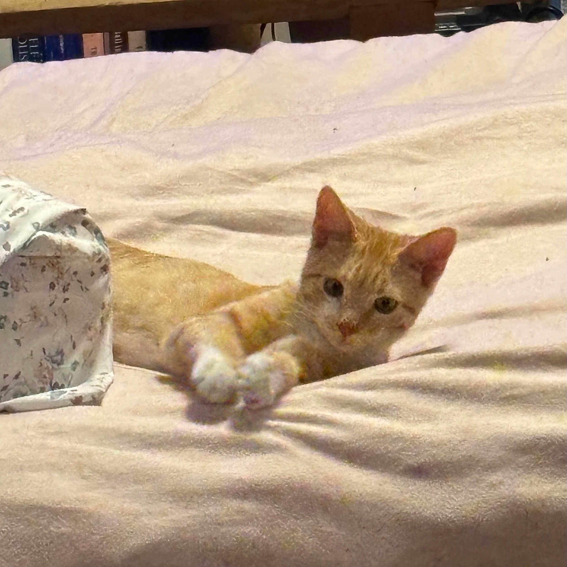 Samie is registered to the contest to win money with this photo: animal, bed, blanket, books, cat, comfortable, cozy, cute, fabric, furniture, home, indoor, orange_tabby, paws, pet, relaxed, resting, shelf, soft, stretching