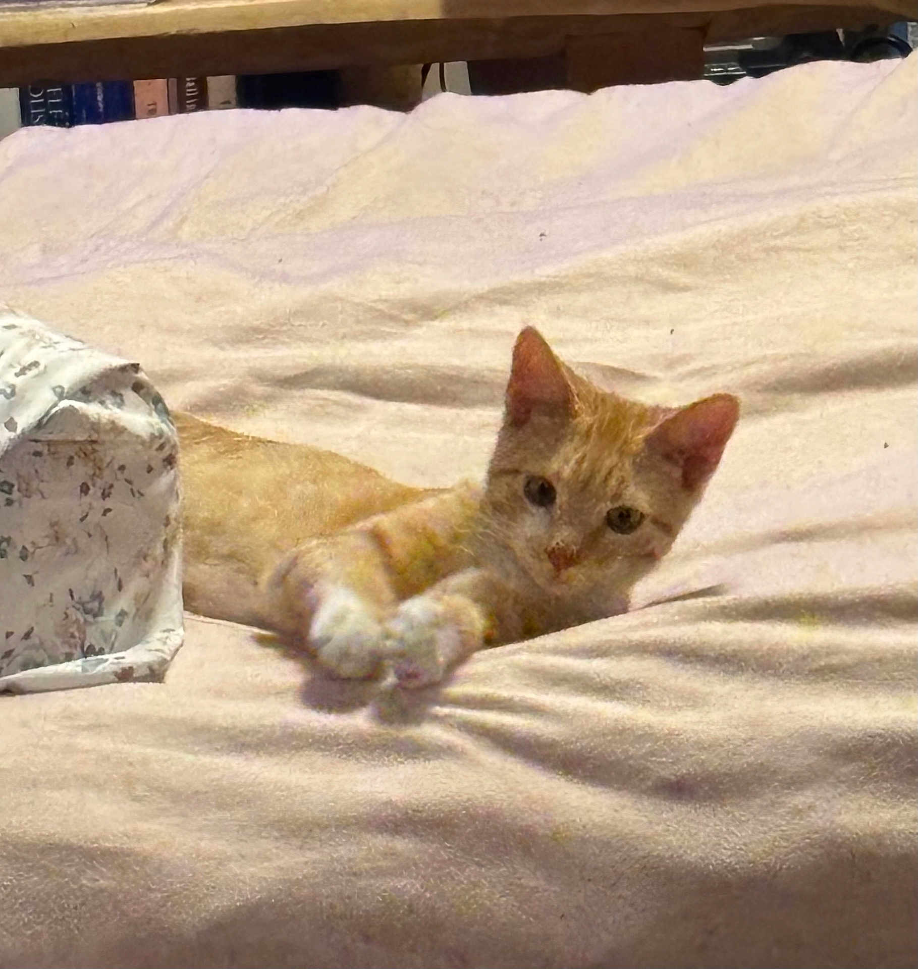 Samie is registered to the contest to win money with this photo: animal, bed, blanket, books, cat, comfortable, cozy, cute, fabric, furniture, home, indoor, orange_tabby, paws, pet, relaxed, resting, shelf, soft, stretching