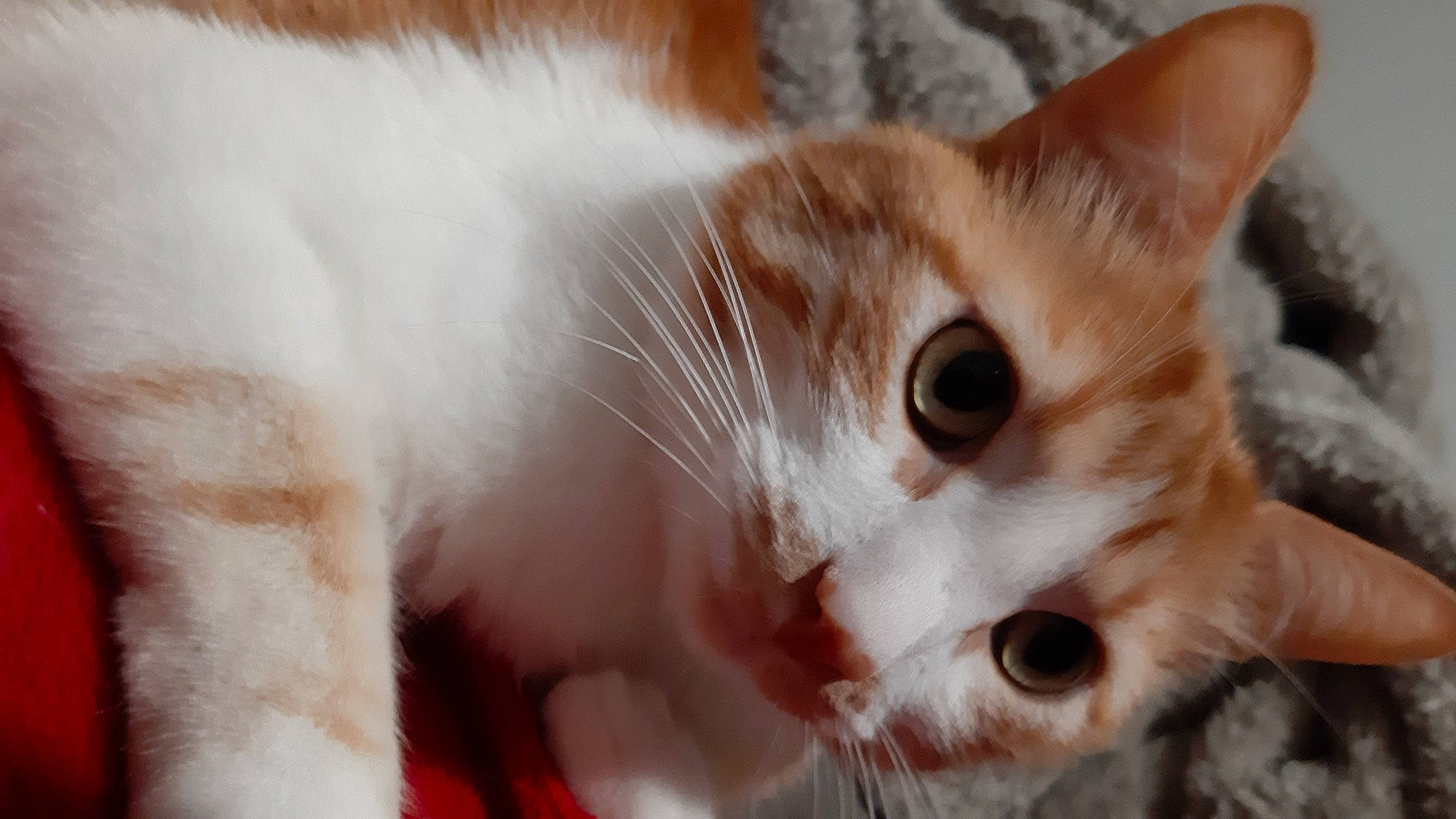 Sirius participe au concours pour gagner de l'argent avec cette photo : carnivore, cat, domestic_short_haired_cat, fawn, felidae, fur, iris, paw, small_to_medium_sized_cats, snout, tail, tree, whiskers