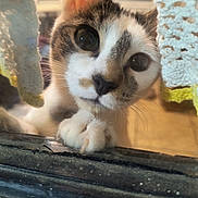 Spunky joined the competition — help win amazing prizes! cat, curious, window, paw, closeup, indoor, crocheted_curtain, yellow, white, whiskers, fur, face, pet, animal, domestic, cute, eyes, soft_light, cozy, home