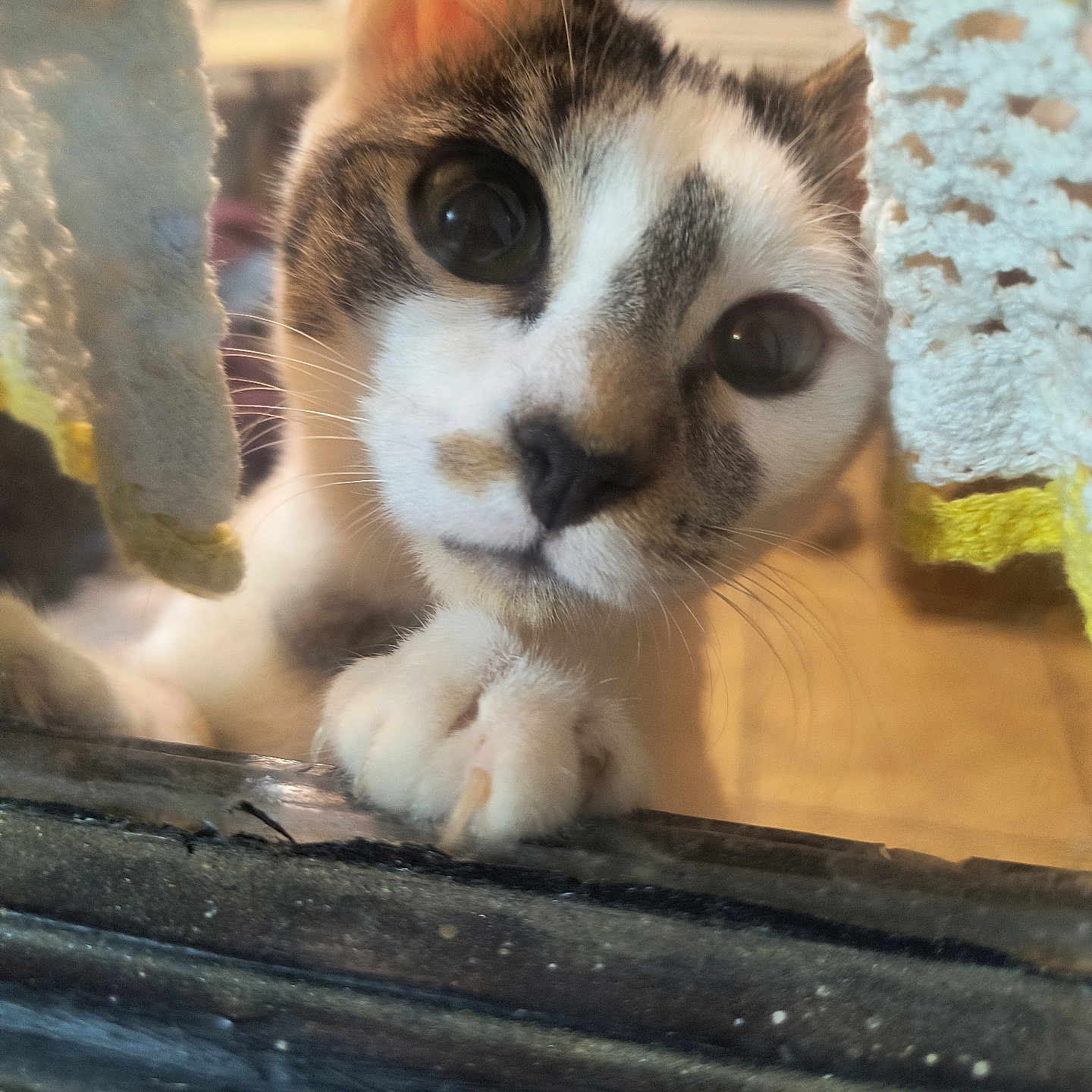 Spunky joined the competition — help win amazing prizes! cat, curious, window, paw, closeup, indoor, crocheted_curtain, yellow, white, whiskers, fur, face, pet, animal, domestic, cute, eyes, soft_light, cozy, home