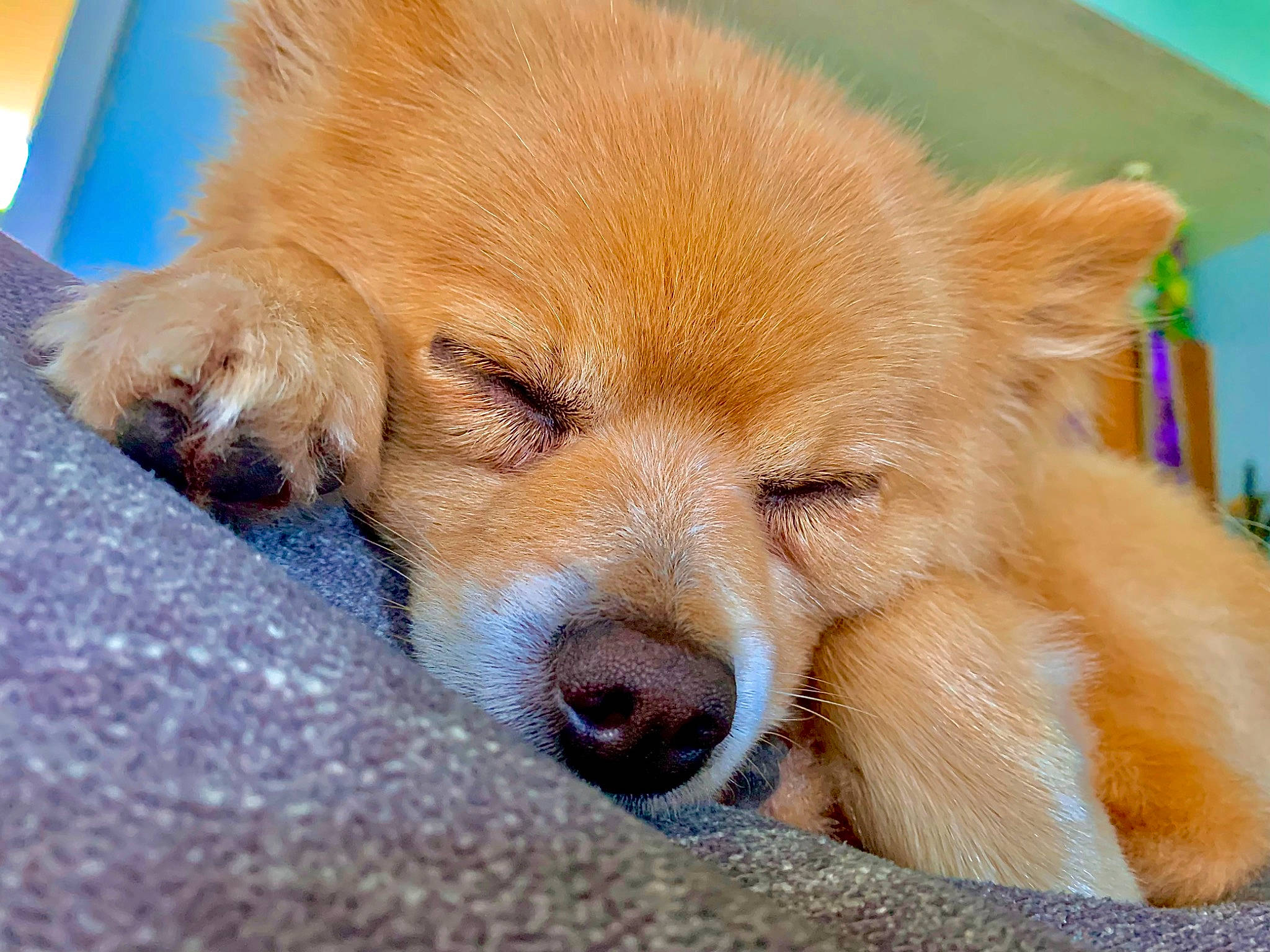 Rocky is registered to the contest to win money with this photo: ancient_dog_breeds, canidae, carnivore, chow_chow, companion_dog, dog, dog_breed, fawn, fur, german_spitz_mittel, liver, non_sporting_group, snout, spitz, sporting_group, terrestrial_animal, whiskers, working_animal