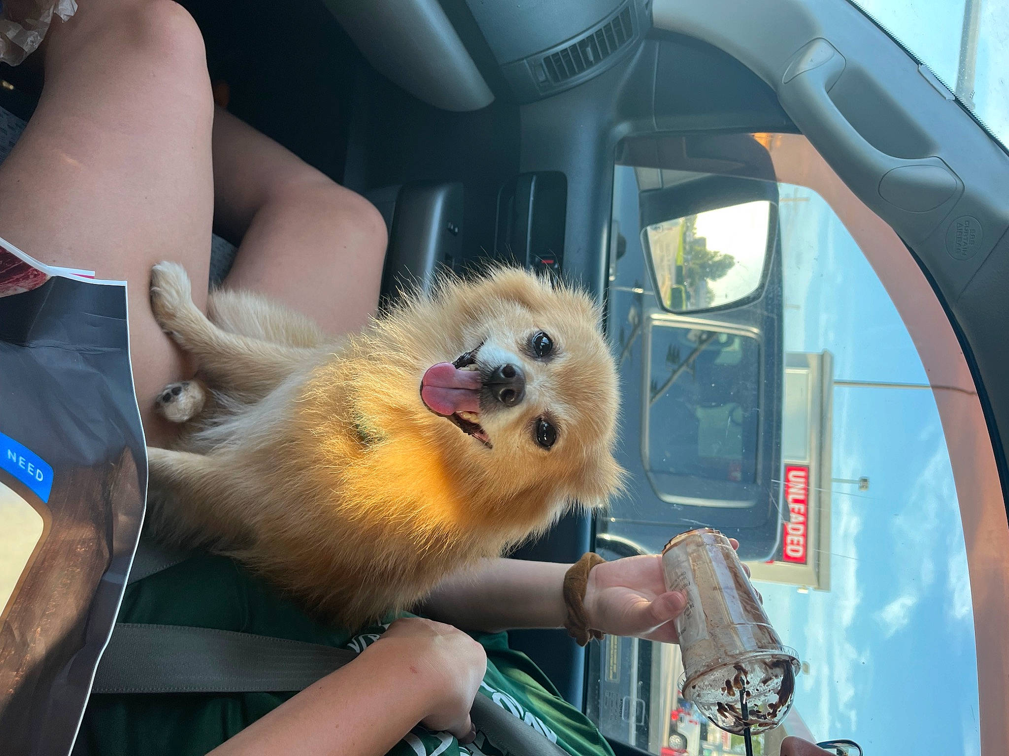Rocky is registered to the contest to win money with this photo: automotive_exterior, canidae, car, carnivore, companion_dog, dog, dog_breed, fawn, fur, hood, motor_vehicle, pomeranian, snout, spitz, vehicle, vehicle_door, watch, whiskers, window, windshield