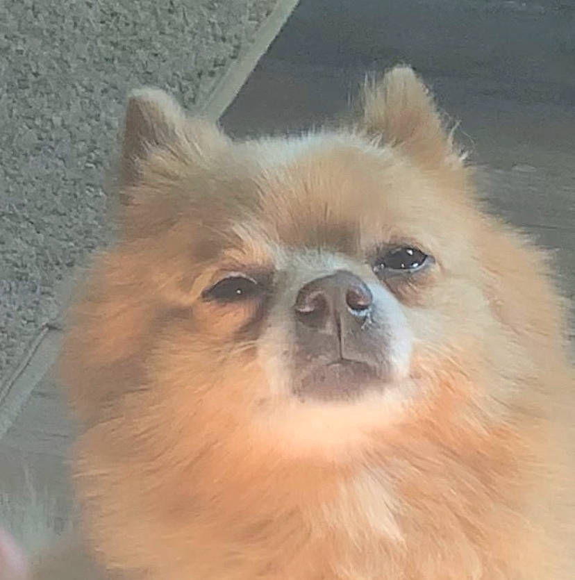 Rocky joined the competition — help win amazing prizes! canidae, carnivore, companion_dog, dog, dog_breed, ear, fawn, fur, german_spitz, german_spitz_klein, german_spitz_mittel, liver, snout, sporting_group, terrestrial_animal, toy_dog, volpino_italiano, whiskers, wildlife, working_animal