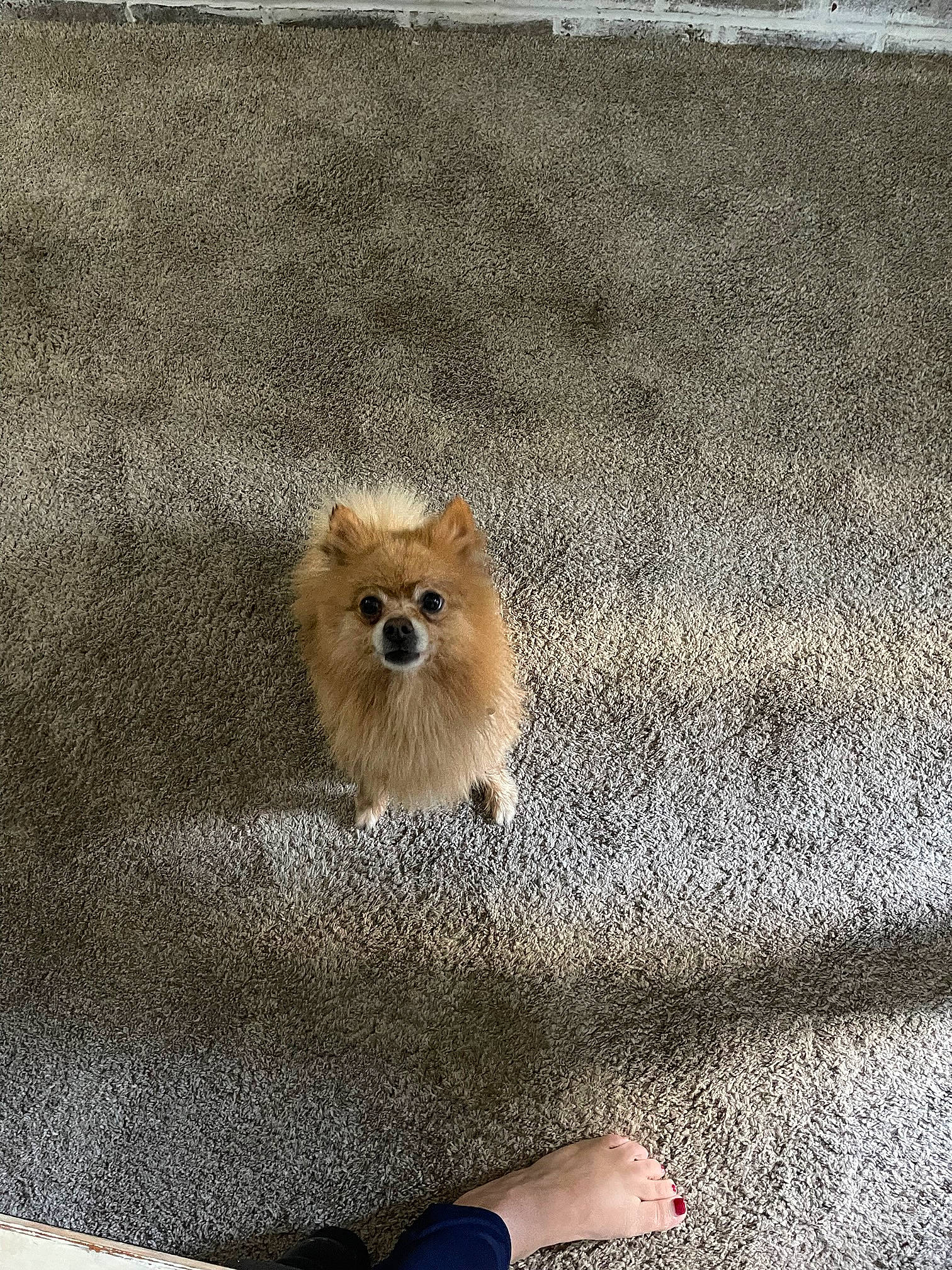 Rocky joined the competition — help win amazing prizes! canidae, carnivore, companion_dog, corgi_chihuahua, dog, dog_breed, fawn, flooring, foot, fur, german_spitz, german_spitz_klein, human_leg, paw, snout, spitz, sporting_group, tail, toy_dog, wood