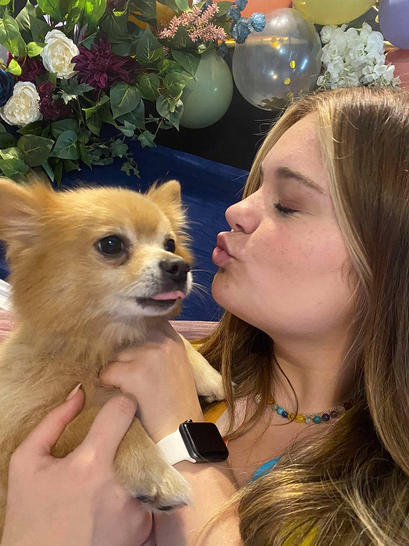 Rocky is registered to the contest to win money with this photo: balloon, canidae, carnivore, chihuahua, companion_dog, dog, dog_breed, dog_supply, ear, eyelash, fawn, flower, fur, german_spitz, happy, plant, skin, snout, spitz, toy_dog