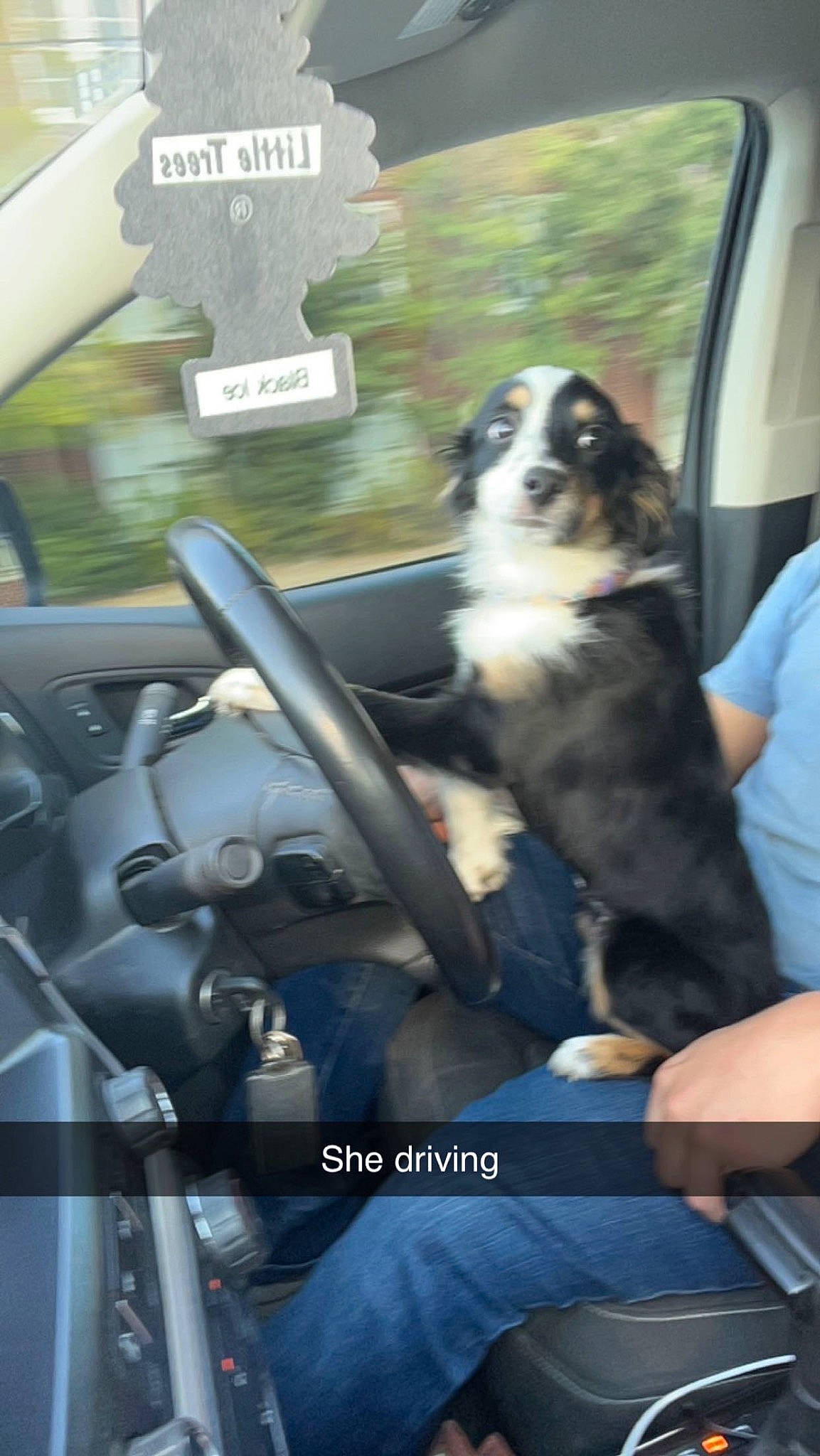 Josie joined the competition — help win amazing prizes! auto_part, automotive_design, automotive_exterior, automotive_lighting, automotive_mirror, automotive_window_part, carnivore, companion_dog, dog, dog_breed, family_car, glass, metal, motor_vehicle, personal_luxury_car, snout, sporting_group, steering_wheel, vehicle_door, windshield