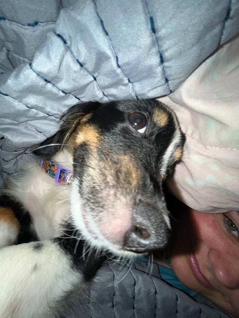 Josie joined the competition — help win amazing prizes! canidae, carnivore, comfort, companion_dog, dog, dog_breed, fur, guard_dog, nap, paw, puppy, snout, sporting_group, terrestrial_animal, texas_heeler, whiskers, working_animal, working_dog