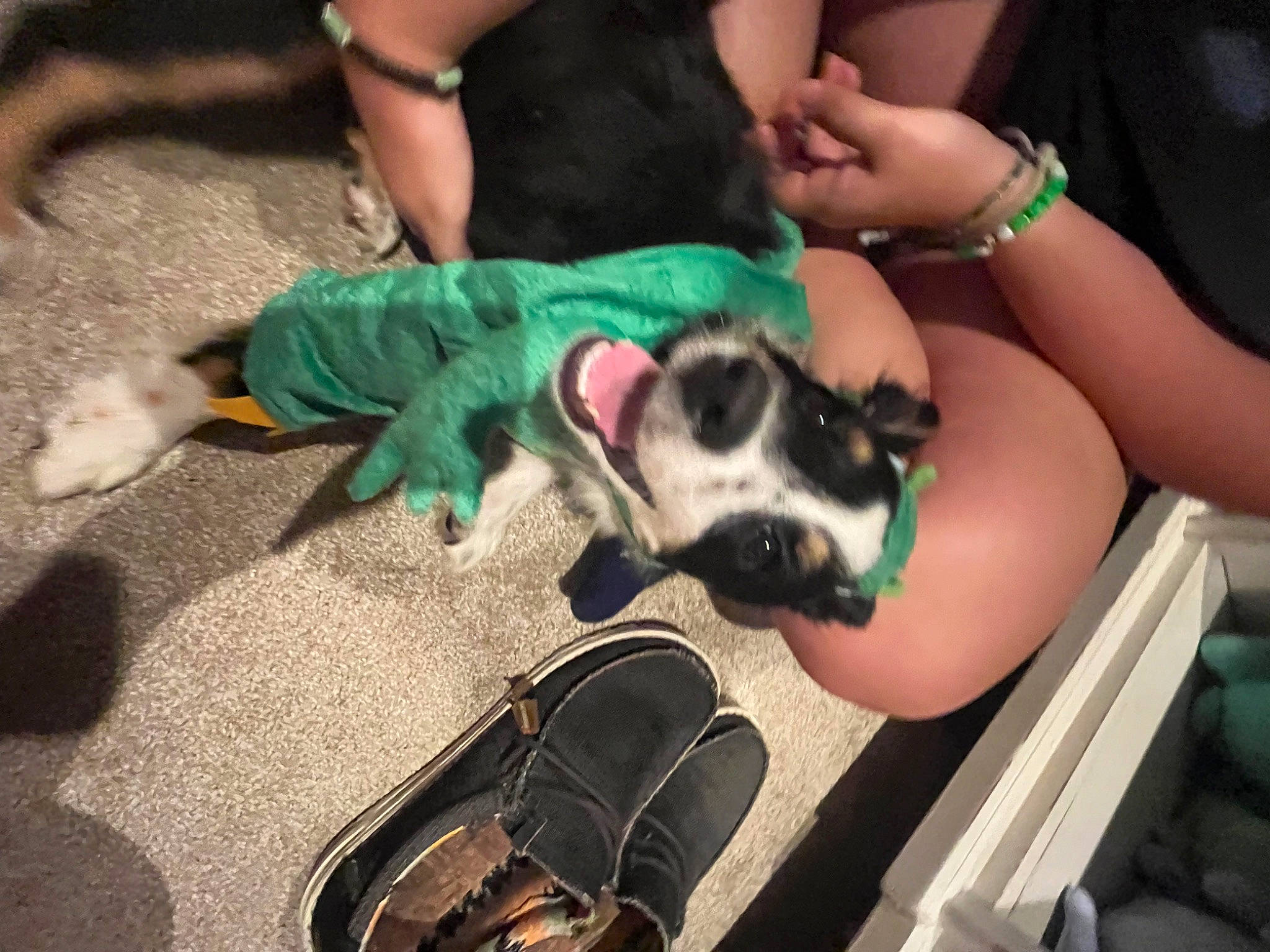 Josie joined the competition — help win amazing prizes! canidae, carnivore, companion_dog, dog, dog_breed, eyewear, fawn, foot, fur, green, hand, human_leg, jewellery, nail, paw, personal_protective_equipment, sandal, sporting_group, toy_dog, wrist