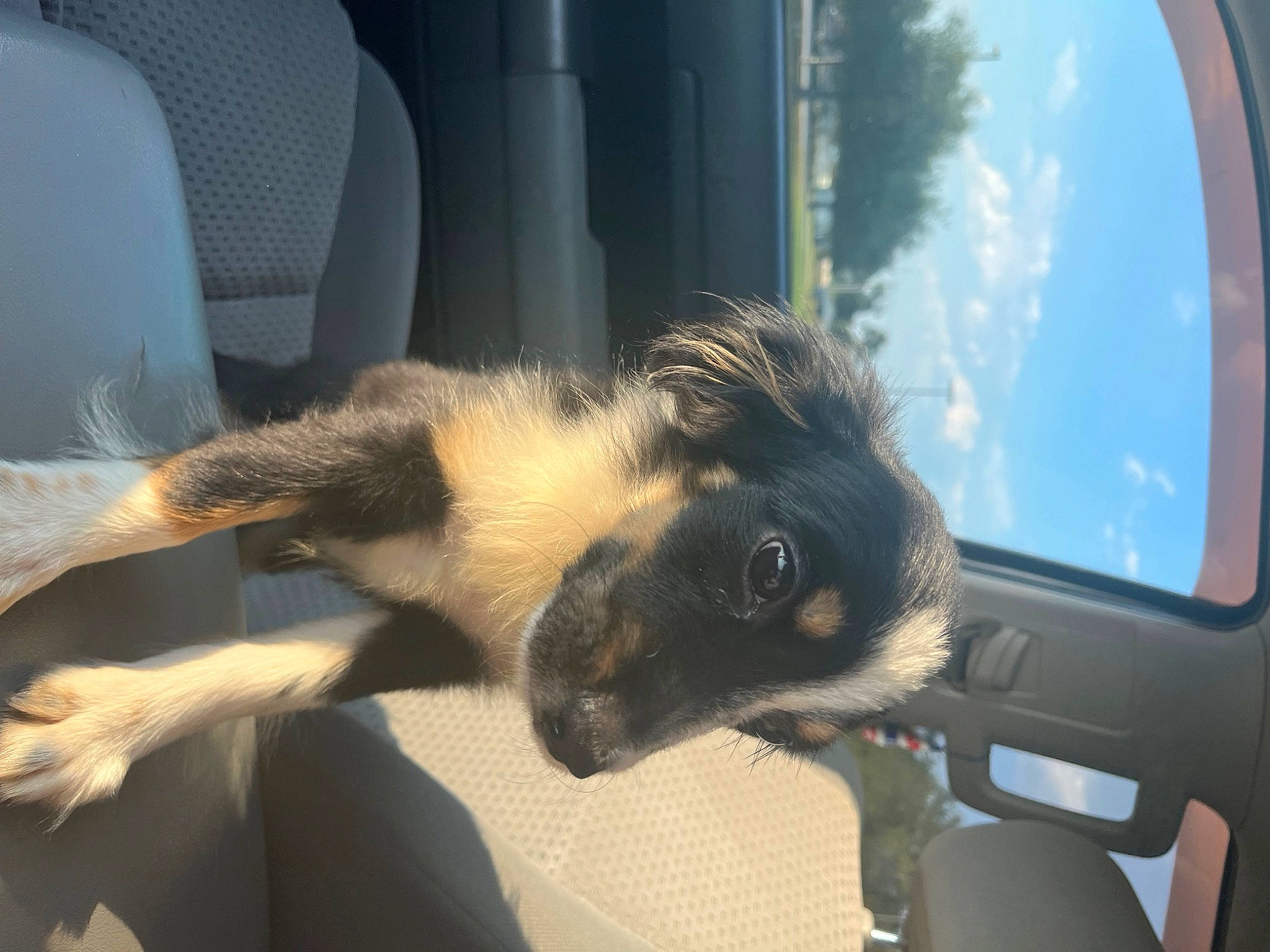 Josie is registered to the contest to win money with this photo: auto_part, automotive_exterior, automotive_mirror, automotive_window_part, carnivore, claw, cloud, dog_breed, fawn, foot, fur, hood, personal_luxury_car, sky, snout, tail, vehicle_door, wildlife, window, windshield