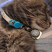 Jake joined the competition — help win amazing prizes! cat, tabby_cat, sleeping, collar, pet_tag, whiskers, fur, close_up, nap, domestic_cat, indoor, cute, fluffy, grey_fur, nose, chin, paws, qr_code, textile, portrait