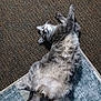 cat, gray_cat, fluffy, collar, whiskers, paw, belly, tail, rug, carpet, indoor, pet, relaxed, lying_on_back, playful, eye_contact, closeup, textile, wooden_toy, floor