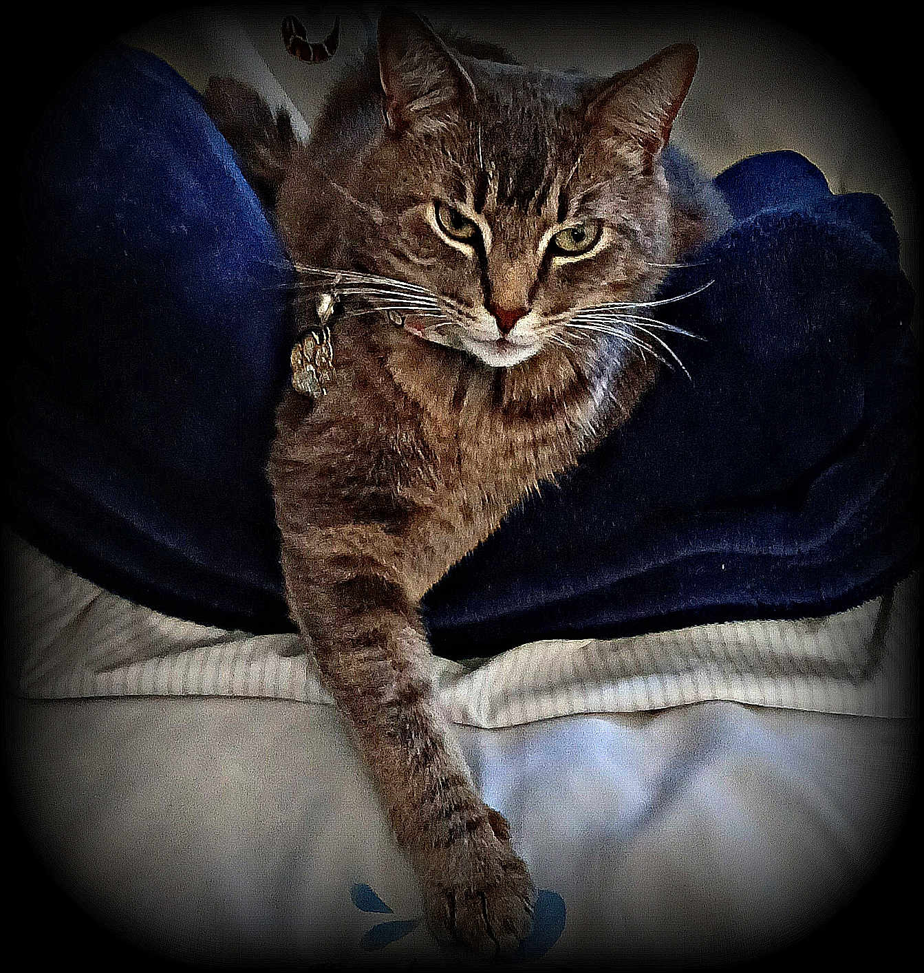 Jake joined the competition — help win amazing prizes! cat, tabby_cat, pet, whiskers, paw, collar_with_bell, feline, bed, blanket, pillow, cozy, indoor, close_up, portrait, fur, green_eyes, relaxed, lounging, striped, vignette