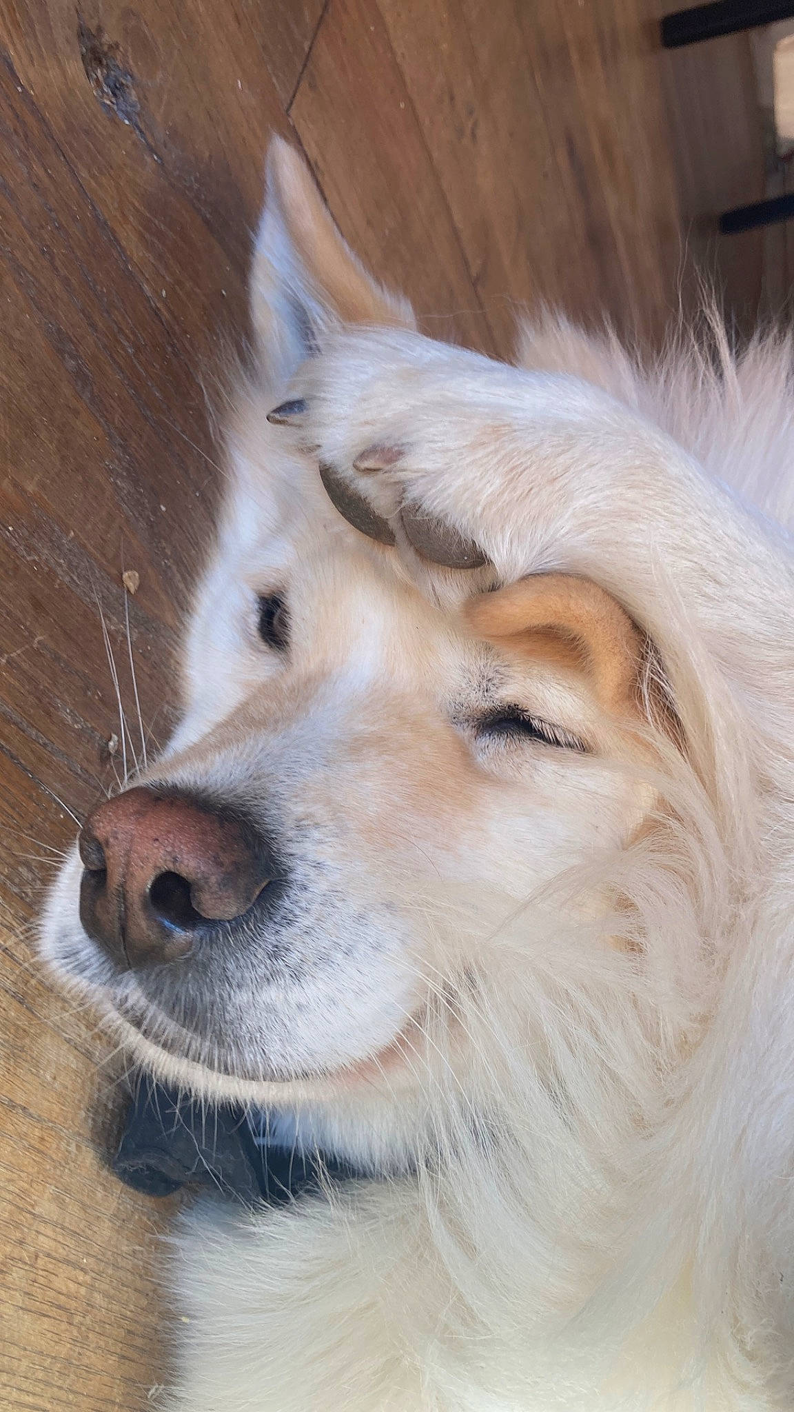 Laia a rejoint le concours — aidez-le/la à gagner de superbes lots ! ancient_dog_breeds, canidae, canis, carnivore, companion_dog, dog, dog_breed, eyelash, fawn, fur, jaw, puppy, snout, sporting_group, terrestrial_animal, whiskers, wildlife, wolf, wood, working_animal