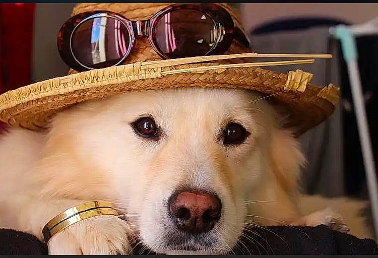 Laia a rejoint le concours — aidez-le/la à gagner de superbes lots ! cap, carnivore, companion_dog, cowboy_hat, dog, dog_breed, eye_glass_accessory, eyewear, fashion_accessory, fedora, fur, glasses, goggles, happy, hat, personal_protective_equipment, sun_hat, sunglasses, vision_care, working_animal