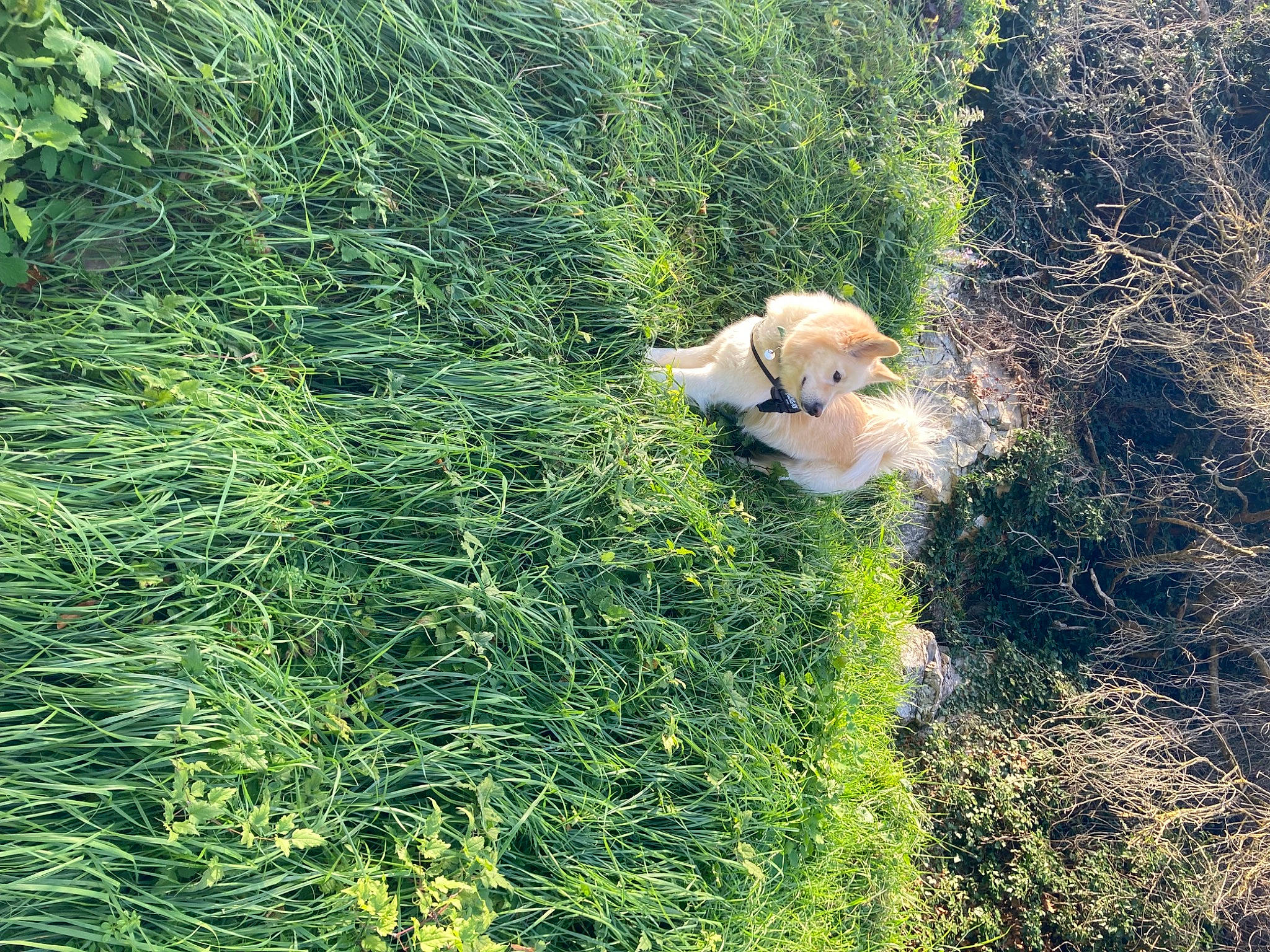 Laia a rejoint le concours — aidez-le/la à gagner de superbes lots ! carnivore, companion_dog, dog, dog_breed, fawn, field, grass, grass_family, grassland, groundcover, meadow, natural_landscape, pasture, people_in_nature, plant, prairie, shrub, soil, tail, working_animal