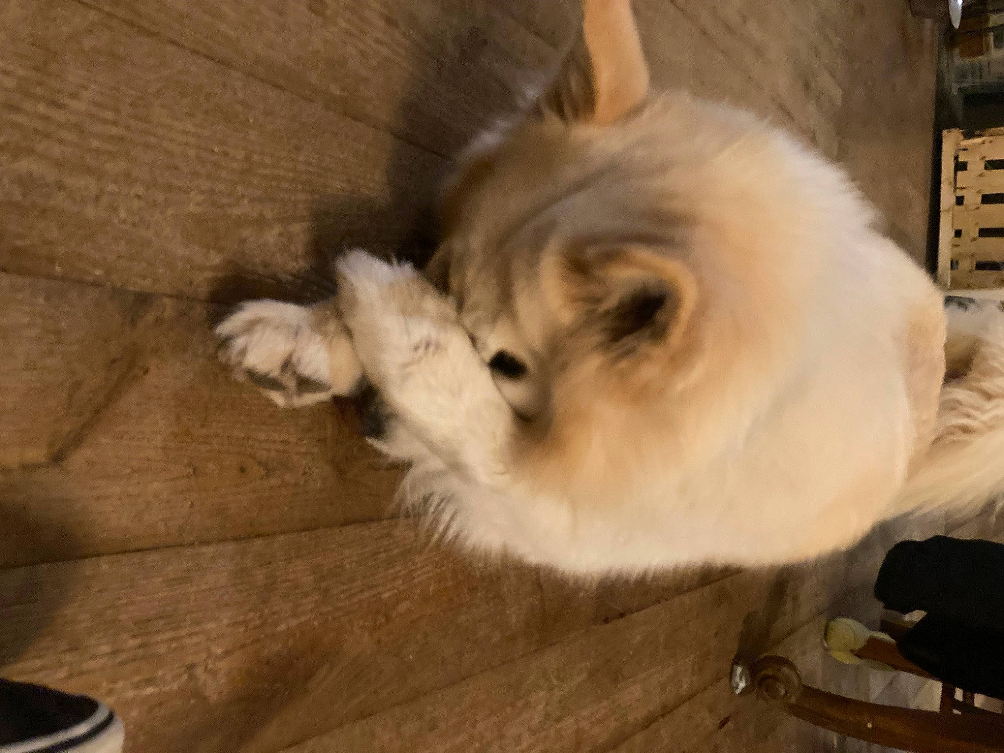 Laia a rejoint le concours — aidez-le/la à gagner de superbes lots ! cabinetry, canidae, carnivore, companion_dog, dog, dog_breed, drawer, fawn, felidae, flooring, fur, hardwood, paw, rabbits_and_hares, small_to_medium_sized_cats, snout, sporting_group, tail, whiskers, wood