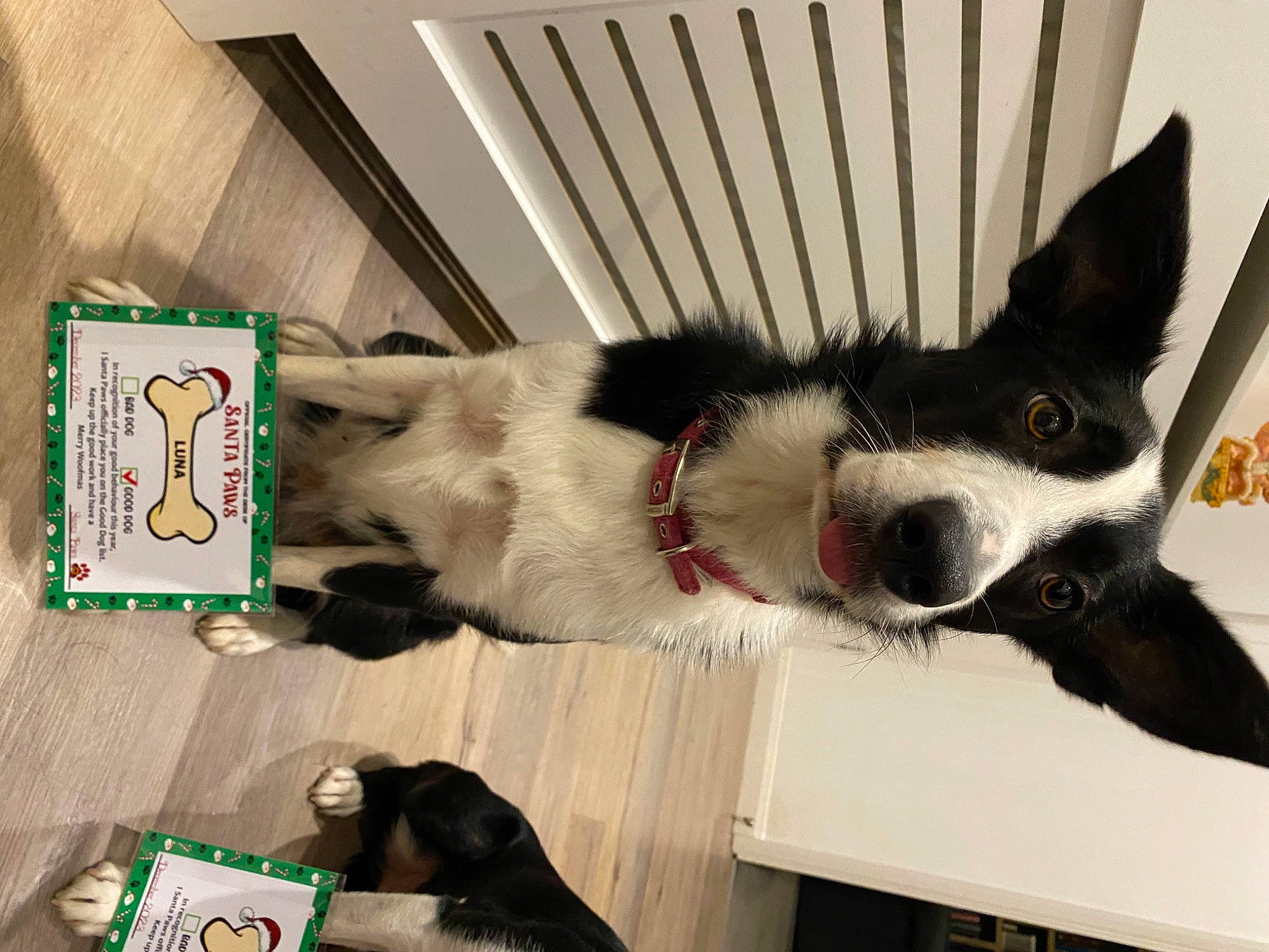 Luna is registered to the contest to win money with this photo: canidae, carnivore, collar, companion_dog, dog, dog_breed, dog_collar, dog_supply, flooring, fur, paw, pet_supply, siberian_husky, snout, sporting_group, tail, whiskers, window, working_animal, working_dog