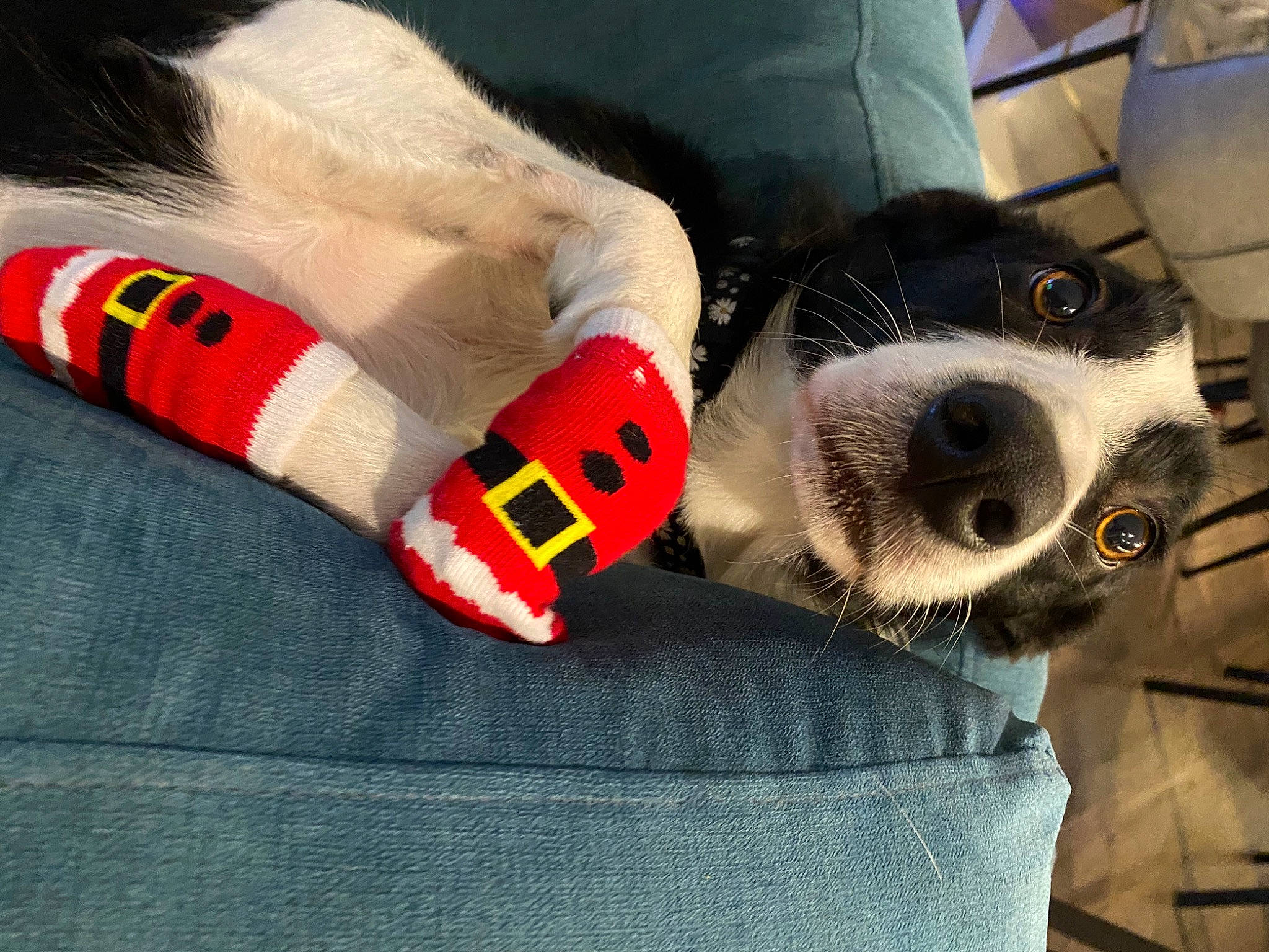 Luna joined the competition — help win amazing prizes! carmine, carnivore, comfort, companion_dog, dog, dog_breed, dog_clothes, dog_supply, foot, fur, glove, human_leg, paw, personal_protective_equipment, snout, sock, sportswear, stuffed_toy, textile, whiskers