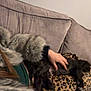 Albie is registered to the contest to win money with this photo: couch, dog, person, hand, furry_jacket, leopard_print, blanket, indoor, pet, animal, relaxing, fur, black_dog, soft_fabric, home, comfort, casual, resting, human, touch