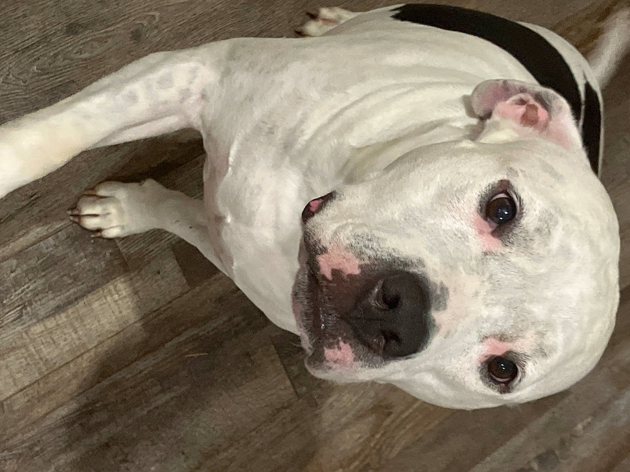 Dozer is registered to the contest to win money with this photo: canidae, carnivore, companion_dog, cordoba_fighting_dog, dog, dog_breed, fawn, flesh, hardwood, non_sporting_group, pet_supply, plank, snout, sporting_group, terrestrial_animal, varnish, whiskers, wood, working_animal