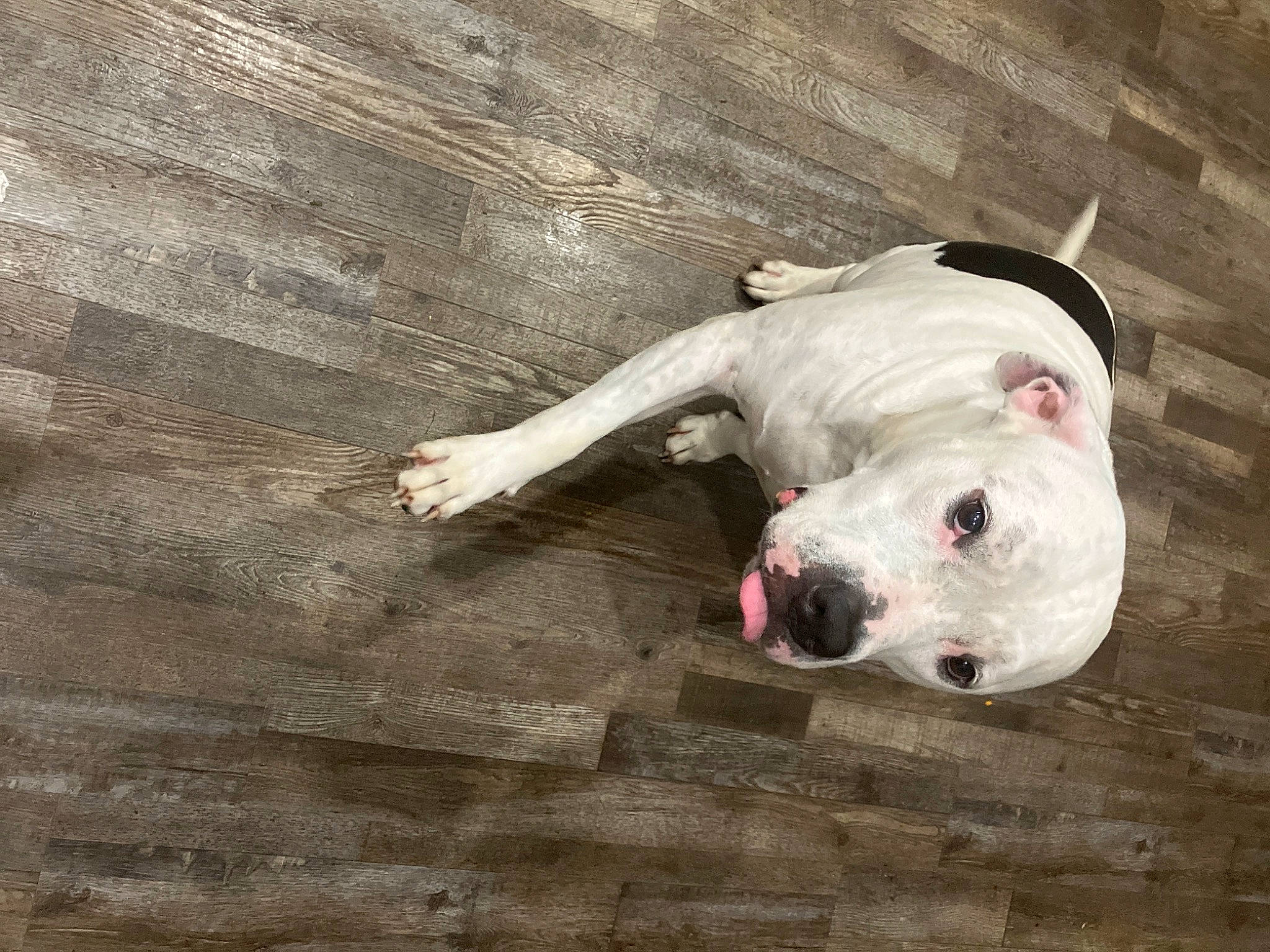 Dozer is registered to the contest to win money with this photo: canidae, carnivore, collar, companion_dog, dog, dog_breed, dog_collar, dogo_guatemalteco, fawn, flooring, hardwood, molosser, non_sporting_group, sporting_group, tail, terrestrial_animal, whiskers, wood, working_animal, wrinkle