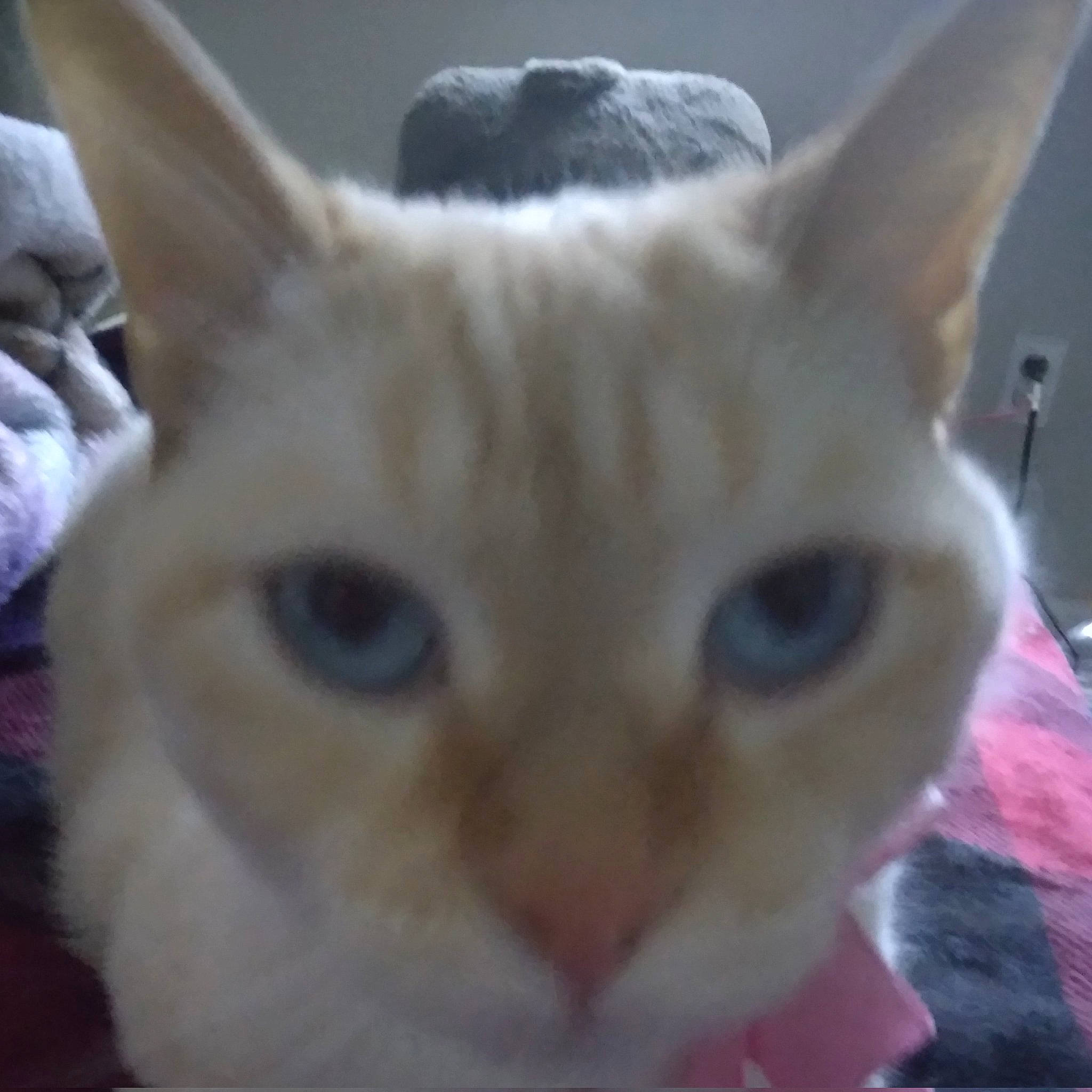 Saiki is registered to the contest to win money with this photo: carnivore, cat, domestic_short_haired_cat, fawn, felidae, fur, iris, small_to_medium_sized_cats, snout, tail, whiskers, window