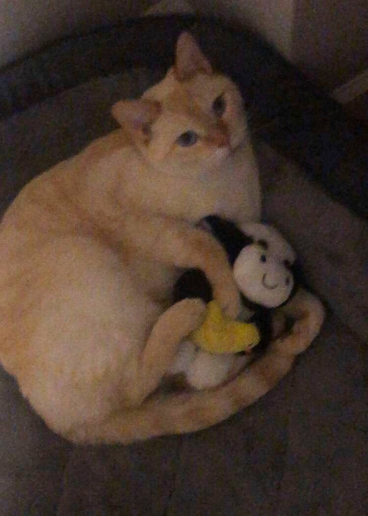 Saiki joined the competition — help win amazing prizes! canidae, carnivore, cat, cat_bed, cat_supply, claw, comfort, companion_dog, dog_breed, domestic_short_haired_cat, fawn, felidae, fur, paw, pet_supply, photo_caption, small_to_medium_sized_cats, snout, tail, whiskers