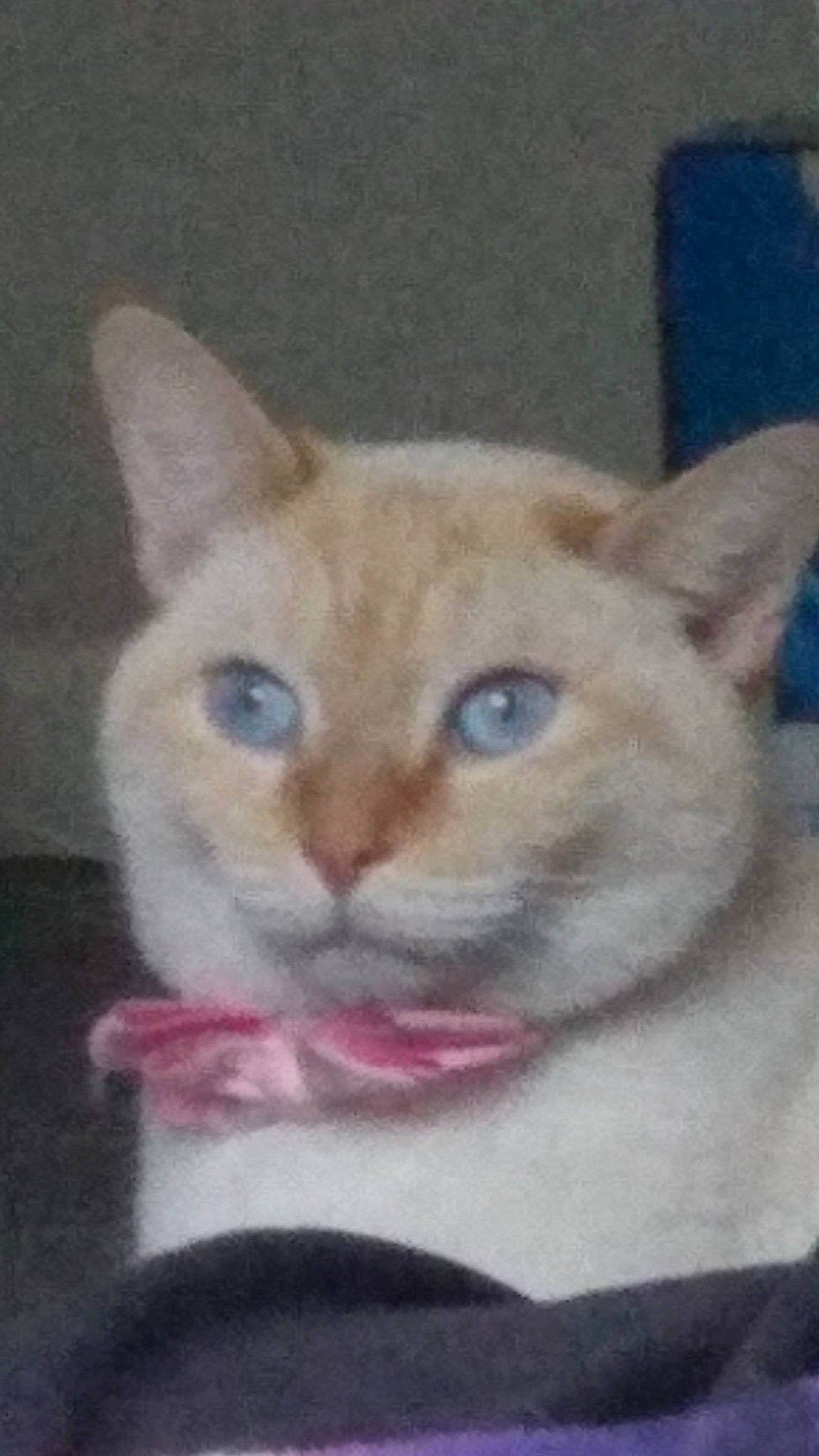 Saiki joined the competition — help win amazing prizes! art, balinese, carnivore, cat, creative_arts, domestic_short_haired_cat, drawing, eye, fawn, felidae, fur, paint, painting, paw, pet_supply, photo_caption, small_to_medium_sized_cats, snout, tail, whiskers